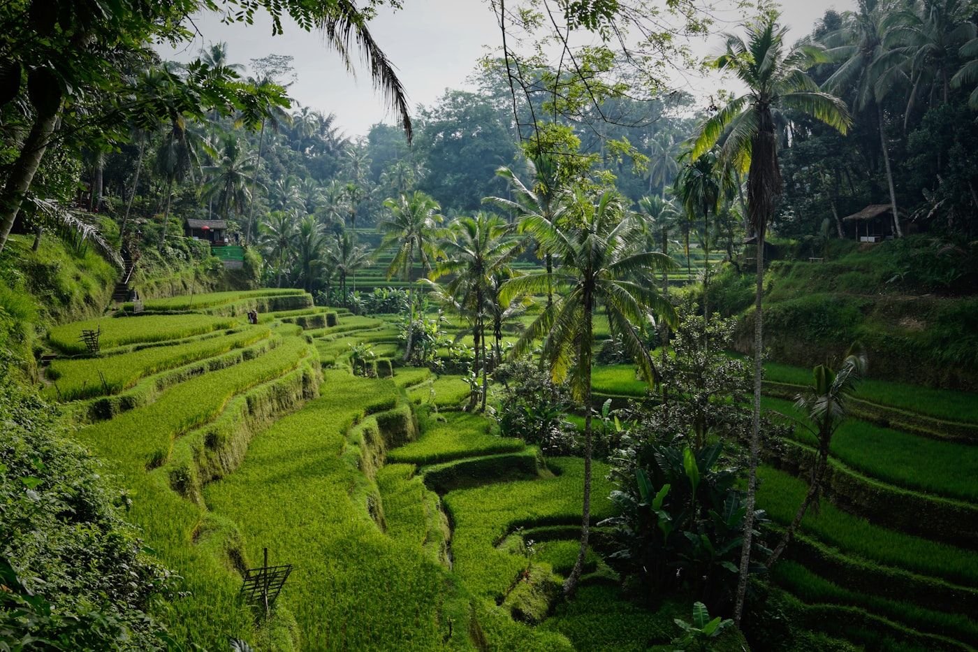 Chiang Rai